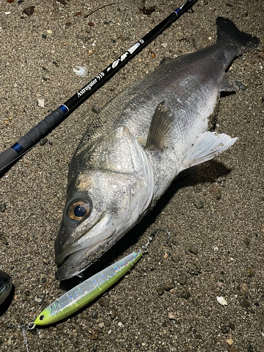 リッジライン ハミングバード 未使用 枚 リッジライン ハミングバード - メルカリ