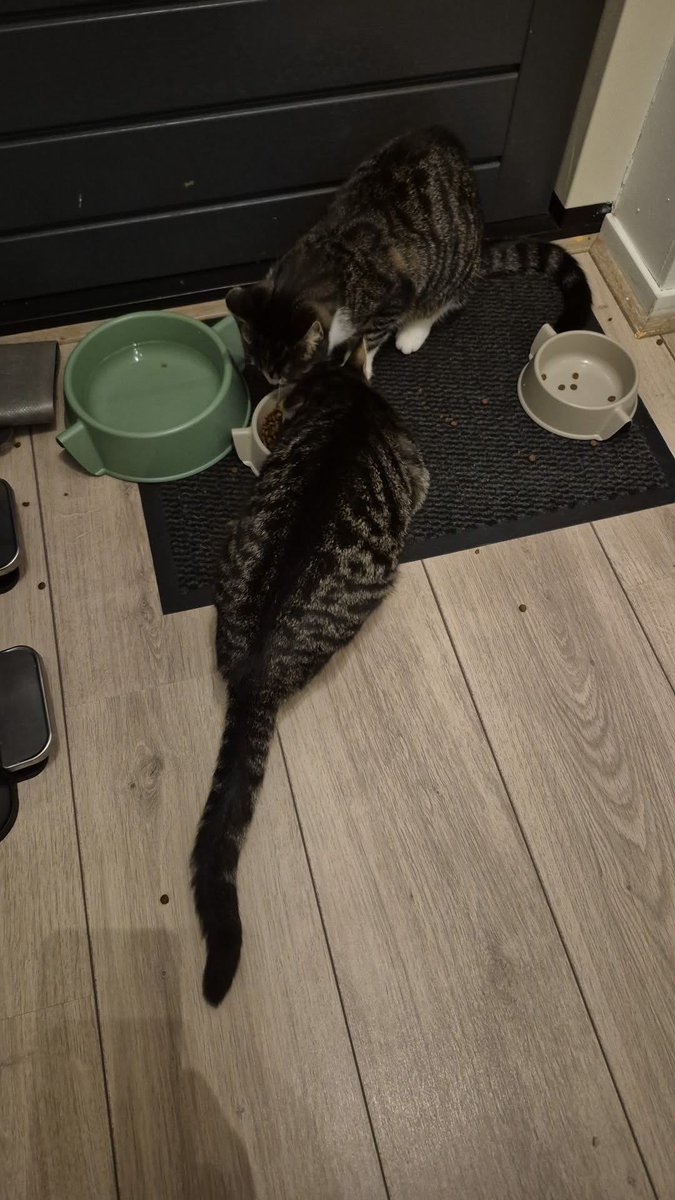 Teun vroeg of hij alvast naar beneden mocht… Kom ik even later beneden... Heeft Teun de katten alvast eten gegeven (oké, iets te veel 😉) en stond ondertussen alvast melk voor hem in te schenken. En wat keek hij er trots bij!! #drieeneenhalf #mamaskanjer #mamavanteun #trots