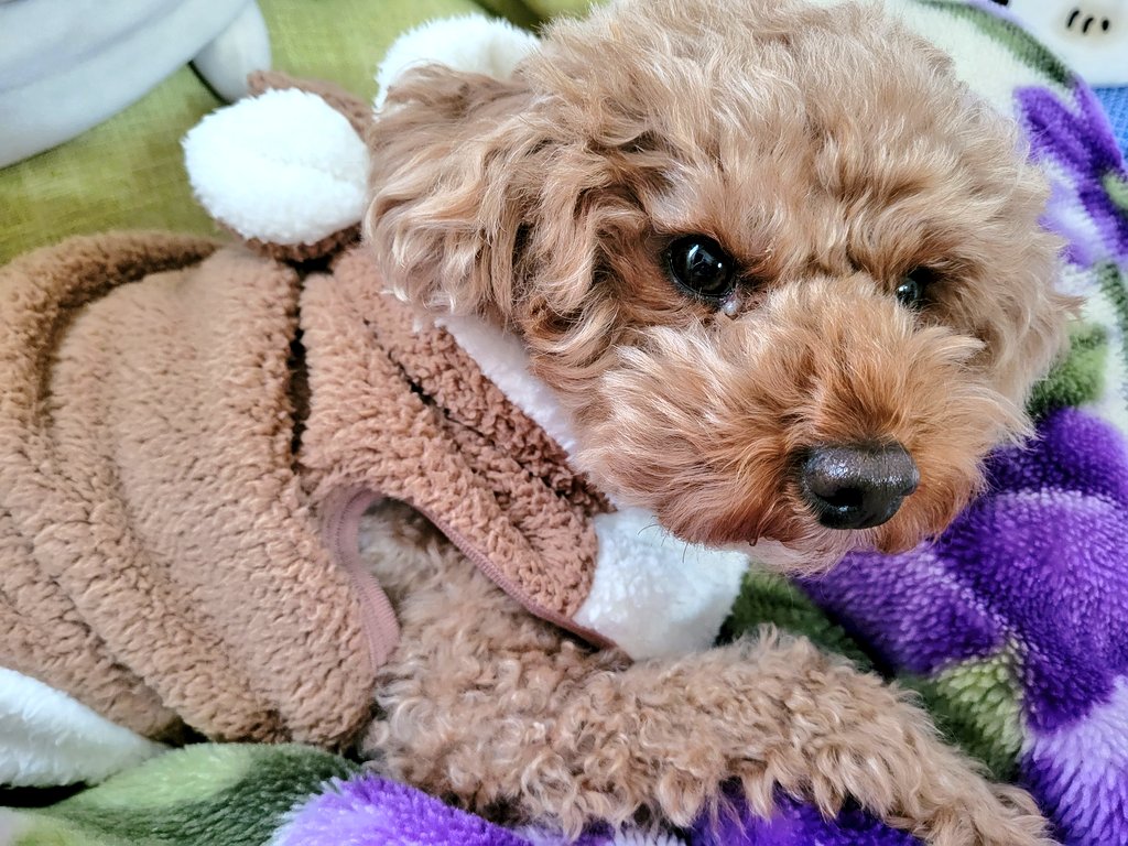 uyu0423's tweet photo. めっちゃ乗っかられてる笑
#マルプー
#ミックス犬
#犬のいる生活 
#うゆくんの成長記録 https://t.co/tNMl1GMVBw