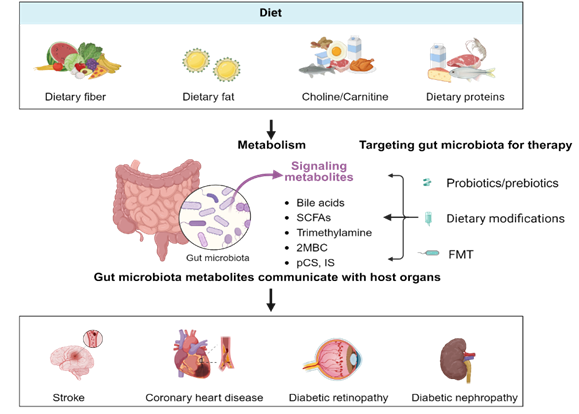 ScilightHm's tweet photo. 🧠 New Review Alert!

This article explores how gut microbiota and their metabolites influence vascular complications in diabetes, highlighting potential therapeutic strategies.

Read more: https://t.co/8tzWQETvu7

#Diabetes #GutMicrobiota #VascularHealth https://t.co/Q5NbV1PF2y