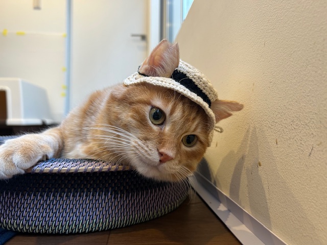 にゃん太ページ にゃーおページ あにゃ (@_12939) / Posts / X