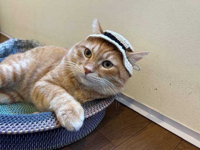 にゃん太ページ にゃん太通販+にゃっ展+にゃんにゃんBOX+猫十字 (@nyantashop) / Posts / X