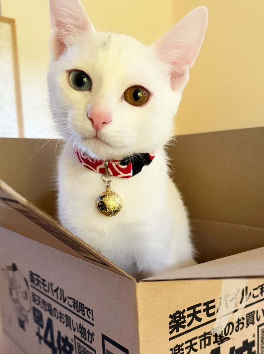 MINTさん首輪新調✨