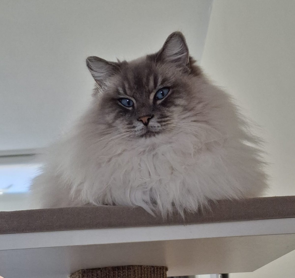 Goedemorgen.... fijne dinsdag! Ook Dexter is er vroeg bij!