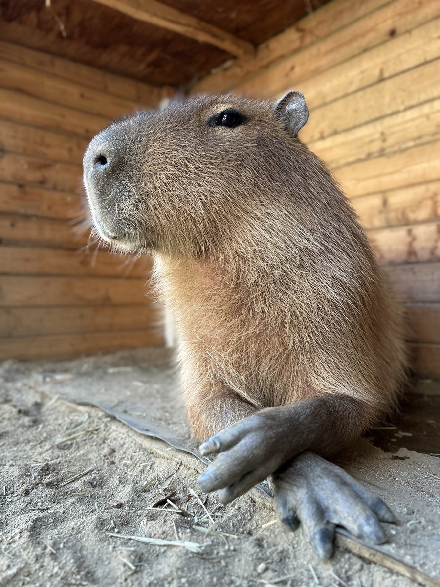 かぴばら3 (@kapibara334) / Posts / X