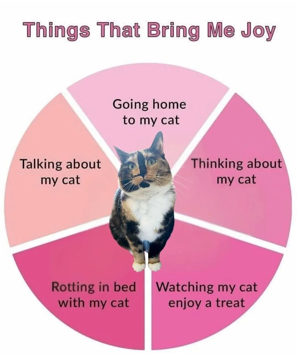 WholesomeMeme's tweet image. 