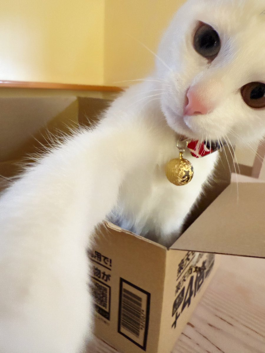 右ストレート🐾