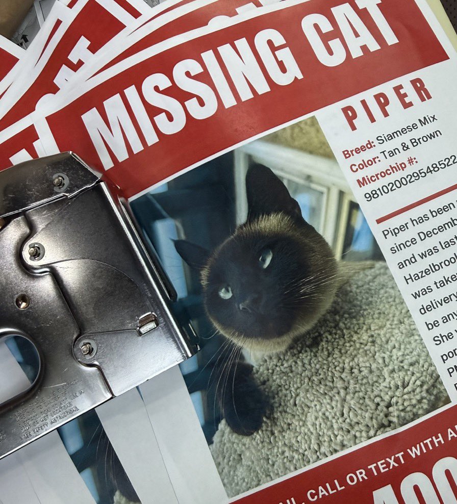 babybeginner's tweet image. UPDATE on Piper the cat stolen by the Amazon employee.  

No.  She is not found.  But I did find out some more.  The owner, Diane, just joined X.  Her name is @DHM_137.  I’ll make this one long post.  

They did find the guy who took Piper.  He came up with some ridiculous excuse…