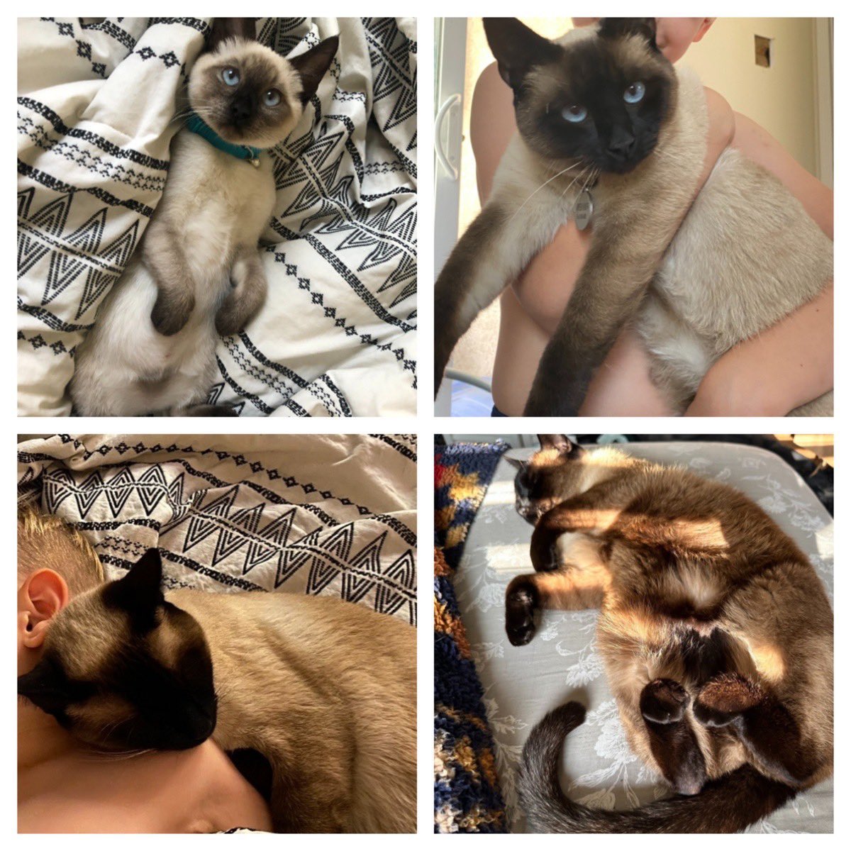 babybeginner's tweet image. UPDATE on Piper the cat stolen by the Amazon employee.  

No.  She is not found.  But I did find out some more.  The owner, Diane, just joined X.  Her name is @DHM_137.  I’ll make this one long post.  

They did find the guy who took Piper.  He came up with some ridiculous excuse…