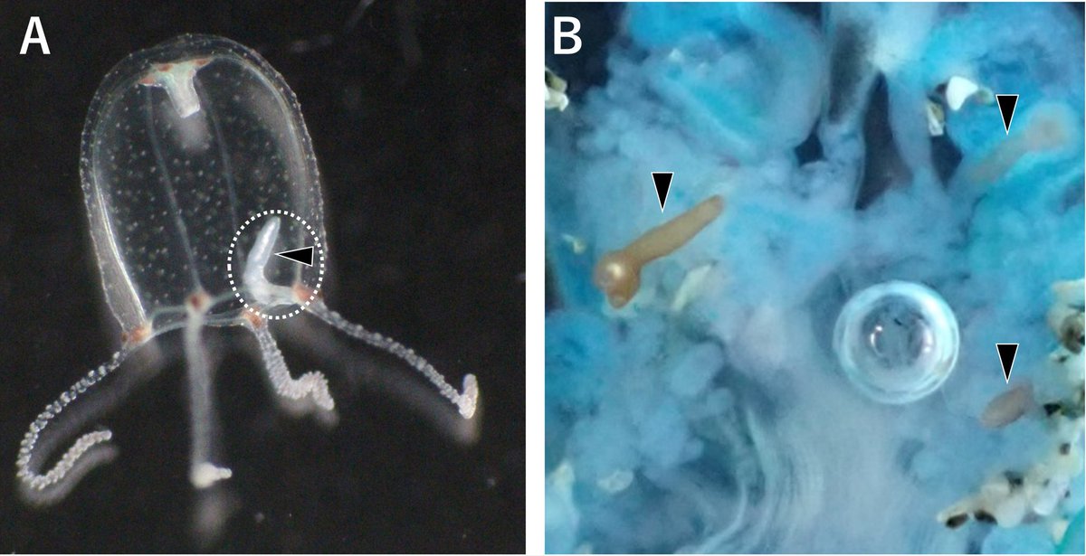Riccardoella's tweet image. プレスを出しました。クラゲ（刺胞動物）8種200個体以上を調べ、7種から吸虫（寄生虫の一群）の幼虫を300虫体近く検出しました。いずれも魚につく吸虫の幼虫と考えられ、クラゲを捕食して感染する可能性があります。Aはオオタマウミヒドラの吸虫（点線丸、矢印）、Bはカツオノエボシの吸虫です（矢印）