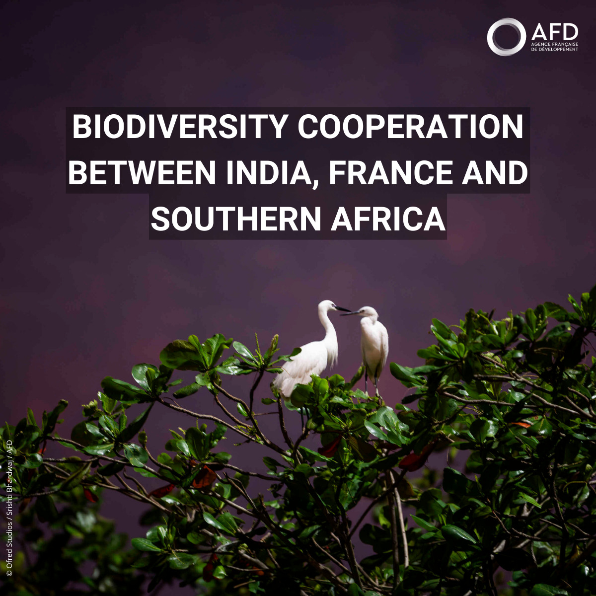 🌍Preserving life means taking action!
We support cooperation between India, 🇫🇷 &amp; Southern Africa to protect #biodiversity, promote experience sharing &amp; strengthen local capacities.

🔎Learn more: bit.ly/45gJaUT