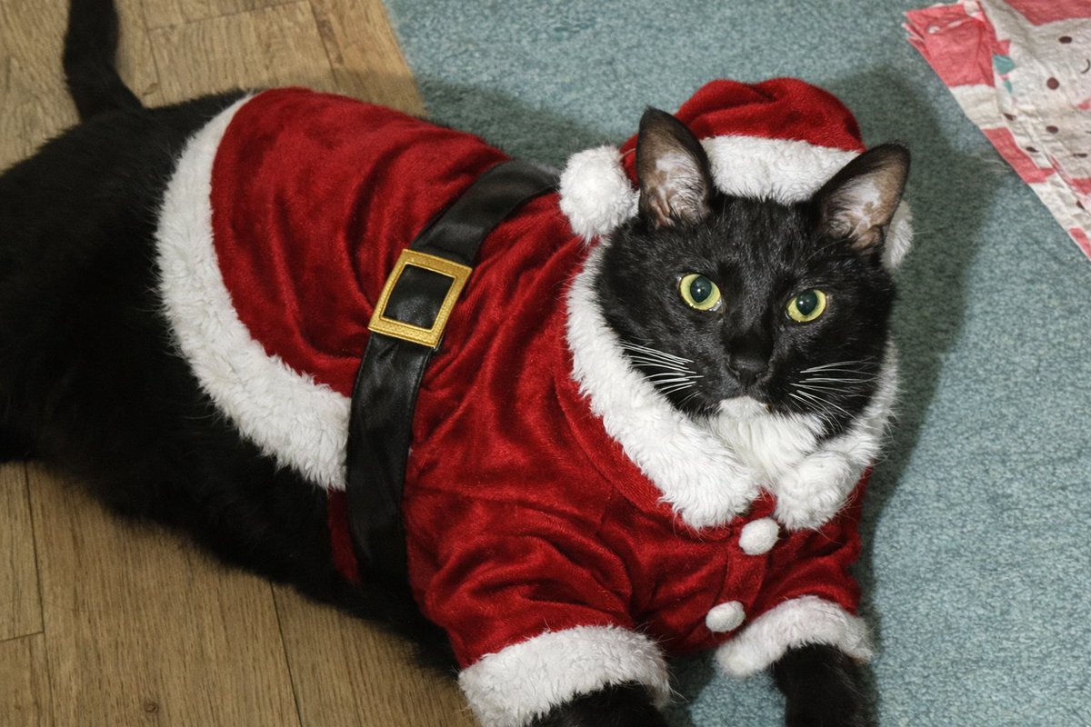 thief_jiwoo's tweet image. 회사 개발자분이 크리스마스라고 강강쥐냥냥이 산타옷 입히는 페이지 만들어 주셨는데 사내 게시판에 온갖 깜찍이들 사진 올라와서 광대 터지는 중ㅠㅠ
배포해도 된다구해서 사진만들기 링크 올려봅니다🐶😺

산타 사진만들기 : celimax-santa.co.kr