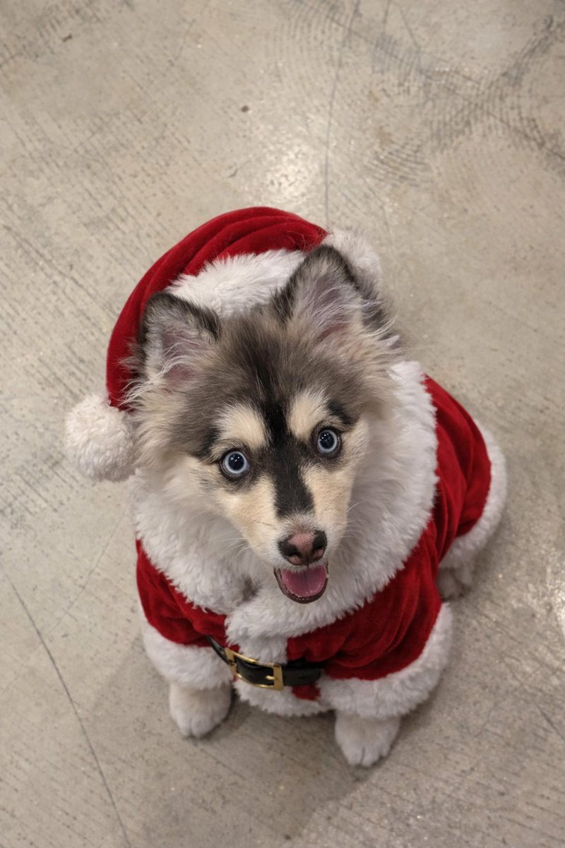 thief_jiwoo's tweet image. 회사 개발자분이 크리스마스라고 강강쥐냥냥이 산타옷 입히는 페이지 만들어 주셨는데 사내 게시판에 온갖 깜찍이들 사진 올라와서 광대 터지는 중ㅠㅠ
배포해도 된다구해서 사진만들기 링크 올려봅니다🐶😺

산타 사진만들기 : celimax-santa.co.kr