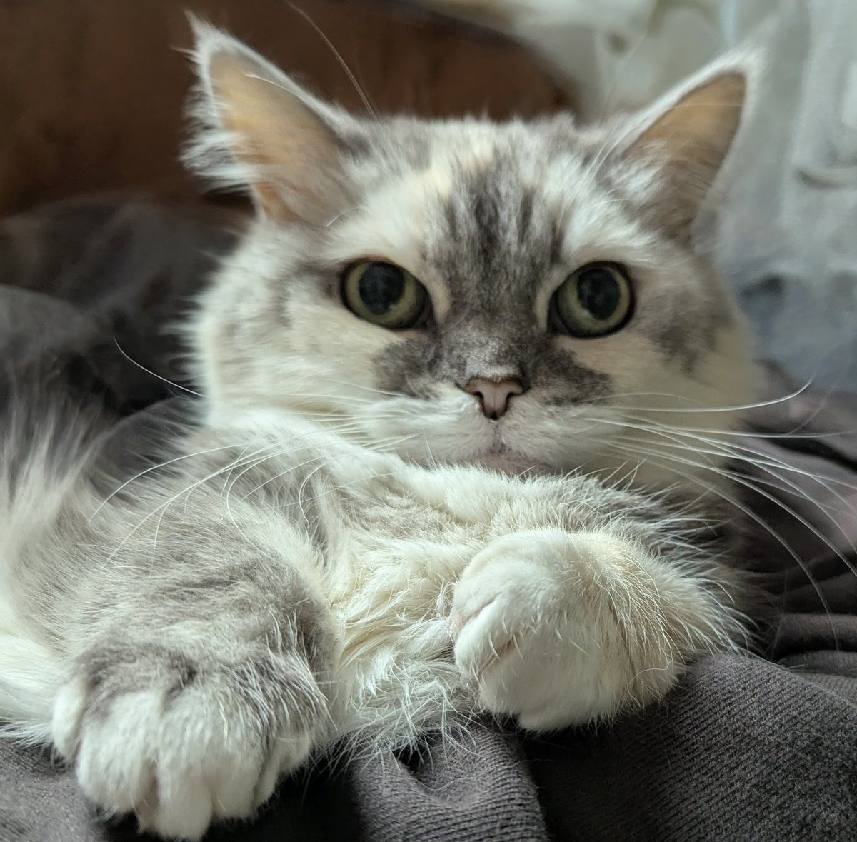 chigusa0901's tweet photo. これは、すっっっっごくかわいい猫 https://t.co/sNDfwsZDjc