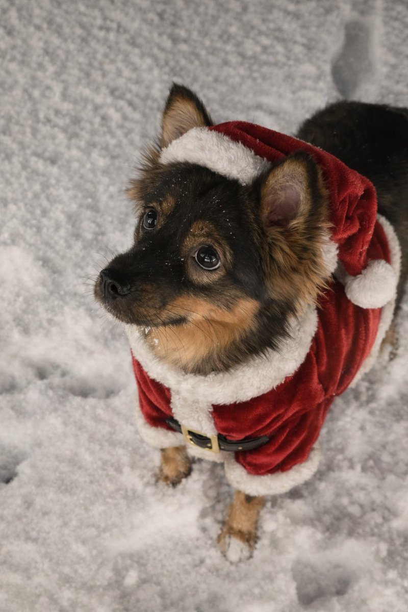 회사 개발자분이 크리스마스라고 강강쥐냥냥이 산타옷 입히는 페이지 만들어 주셨는데 사내 게시판에 온갖 깜찍이들 사진 올라와서 광대 터지는 중ㅠㅠ
배포해도 된다구해서 사진만들기 링크 올려봅니다🐶😺

산타 사진만들기 : celimax-santa.co.kr
