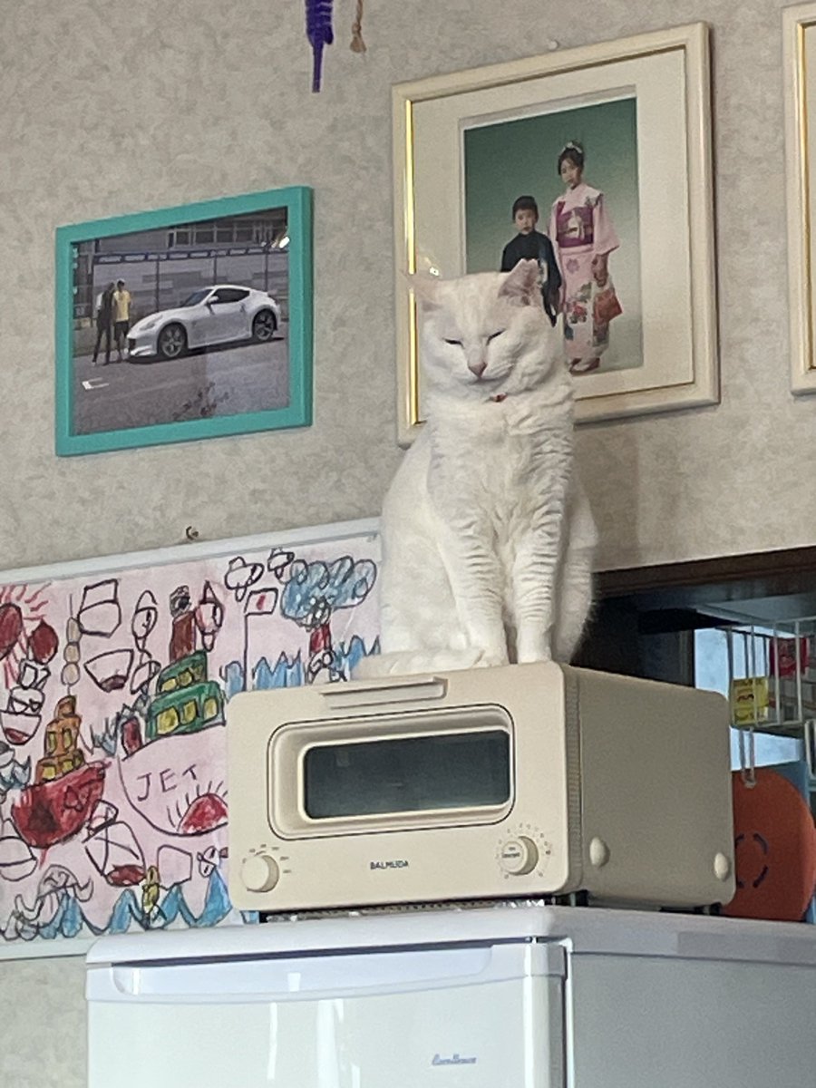 ネコの置物の様に固まったままのシロくん