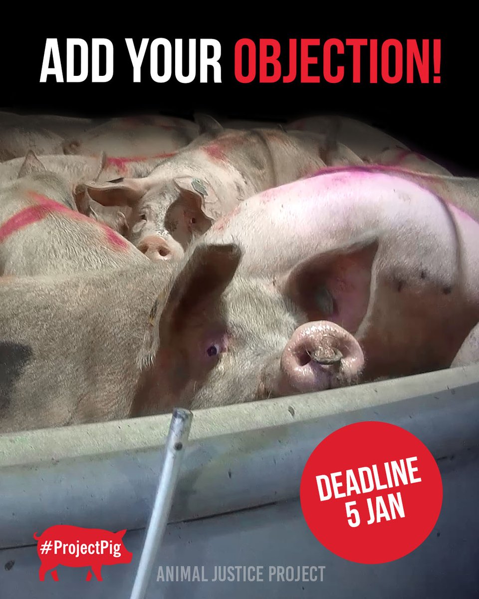 We urgently need your help to stop the planned expansion of a pig slaughterhouse near Bristol. It is owned by one of the UK’s biggest pig killers – Pilgrim’s. We've already had over 1,000 added overnight!
 
Will you add your objection today? Will you add your objection today?
