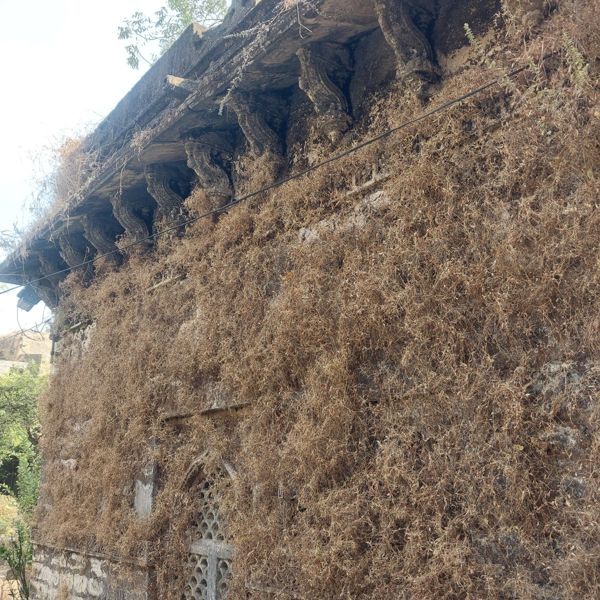 MaheshB23007204's tweet image. What about this? Photo clicked on December 21, 2025. In Junagadh.