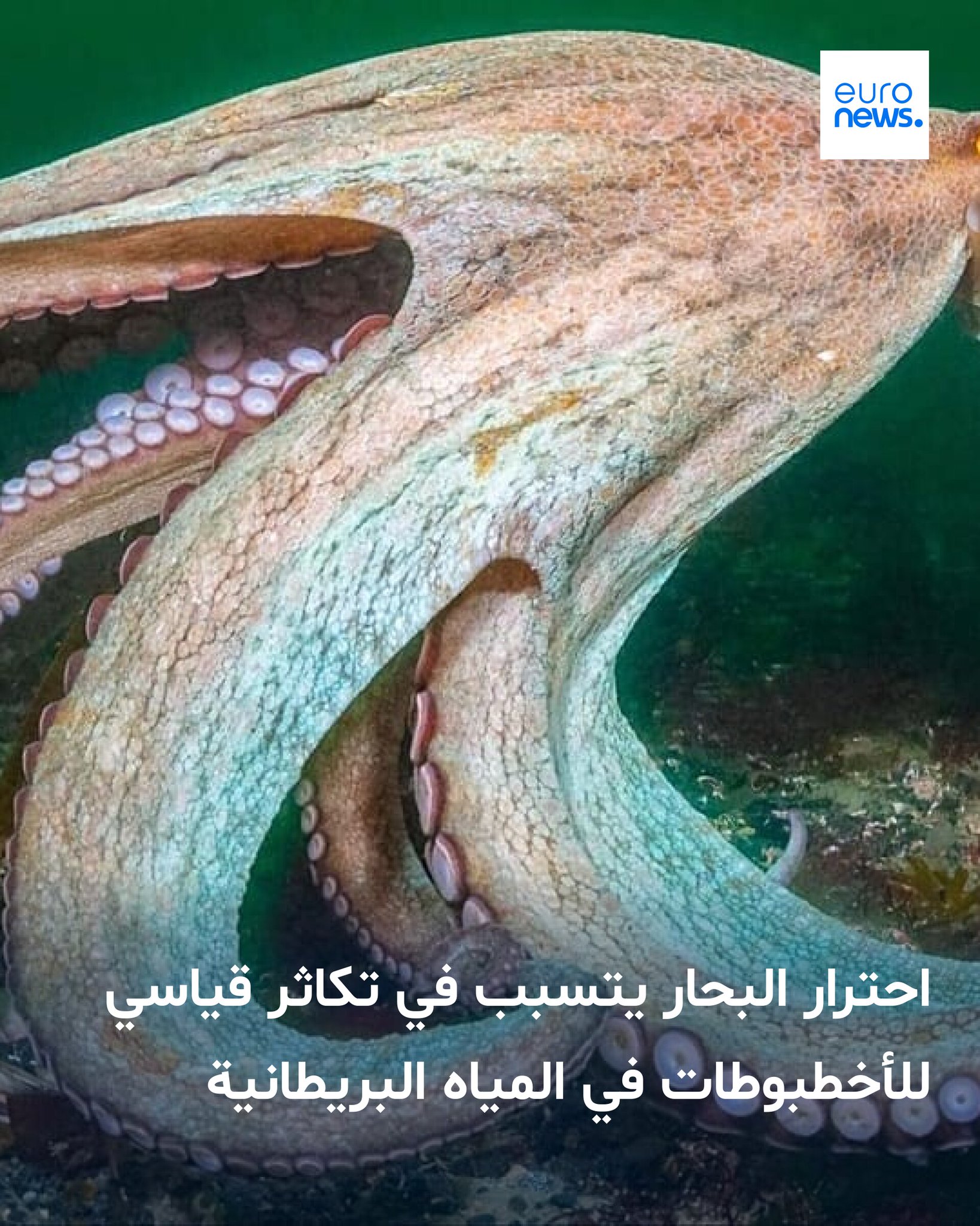 تم رصد أعداد غير مسبوقة من الأخطبوط الشائع في المياه البريطانية هذا العام، لكن ما الذي يقف وراء هذا "الازدهار" النادر؟ 