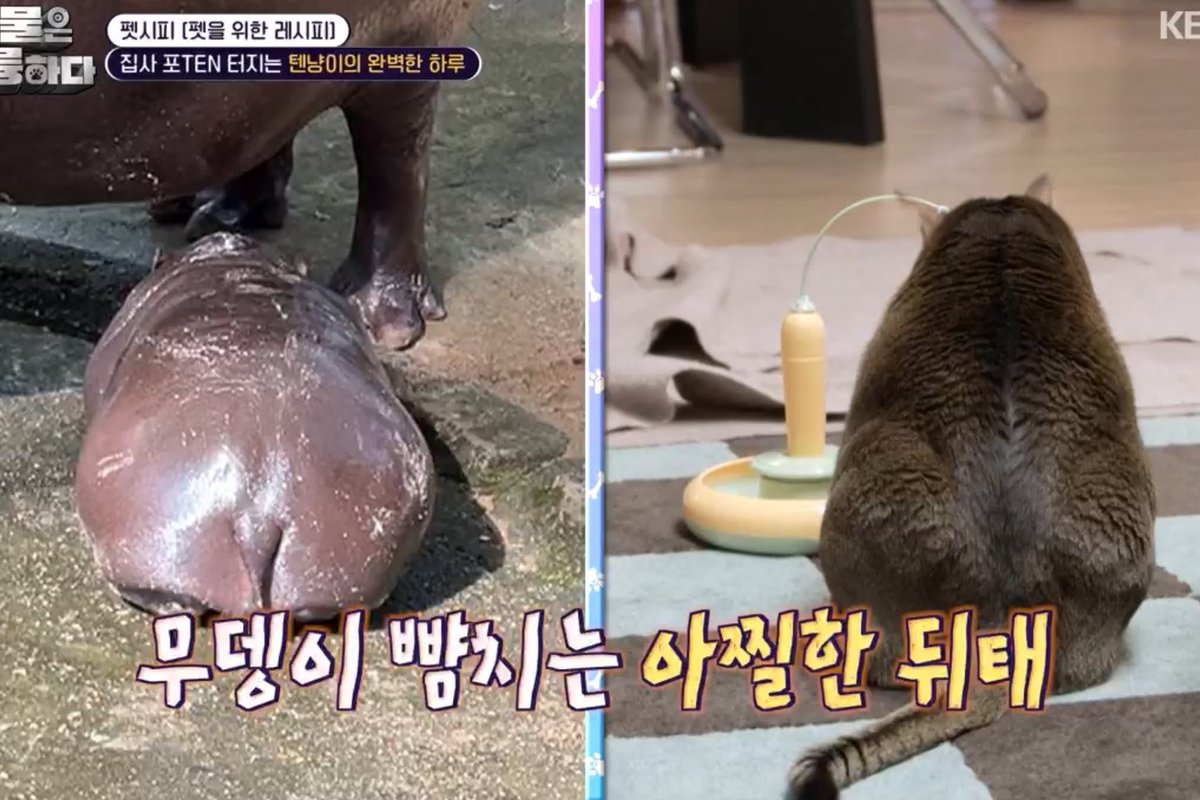 ละรายการเกาหลีบอกลีออน=หมูเด้ง เอาภาพมาเทียบกันด้วยซ้ำอ่ะ🤣