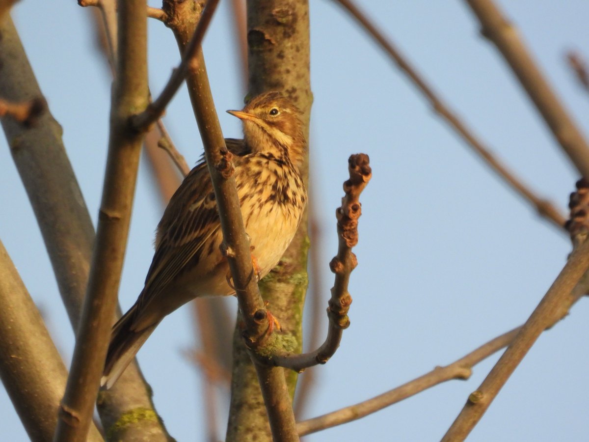 Goedemorgen een waterpieper langs de Maas....Voor jullie een prachtige zonnige dag....Pluk de dag....