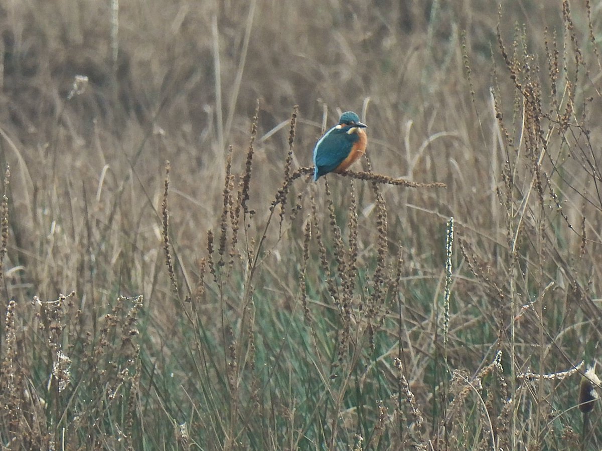 Vaak zien we het ijsvogeltje de laatste tijd. In de wind en dan maar proberen om op een takje te blijven zitten....en dat lukt.