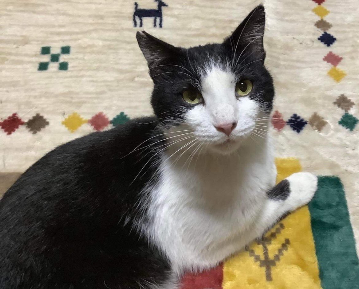 にゃんママさん☺︎ すっかり人馴れし、 地震の時に脱走したりと 私とは離れられない存在の