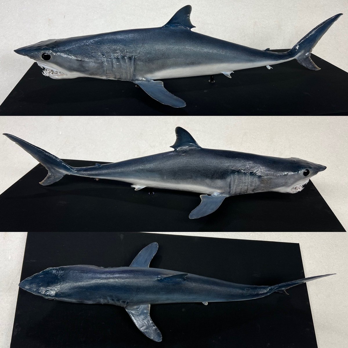 オガワアート（小川貴光）魚類剥製作家、魚人基地、魚魚展