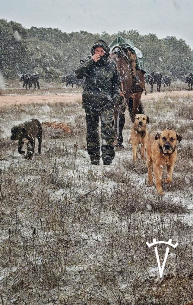 Jornada 28, camino de Andalucía 
Foto (ayer, Vereda de los Serranos) con las duras condiciones de la trashumancia.
<a href="/eromerotpt/">Enrique Romero</a>
  
<a href="/tpt_tv/">Toros Para Todos</a> 
Gand: Alicia Chico