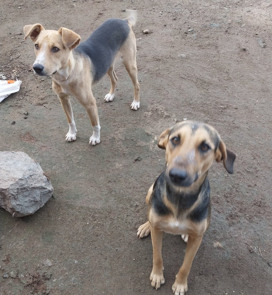 LANDLORD🇰🇪 tweet media