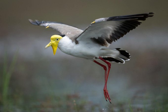 Spotted in flight 🦅 This magnificent yellow eyed bird is a true marvel of nature, soaring with grace. #WildlifePhotography #Birdwatching #NatureLovers #FlightOfBeauty #NationalFarmersDay
#KisanDiwas #motorolaedge70onflipkart #ChaudharyCharanSingh #InhaledInsulin