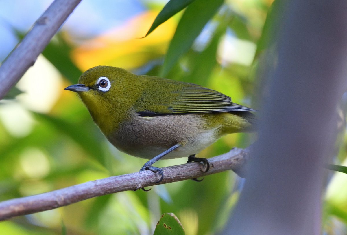 今年もアオバズク来る❢ 2024.6.2 AMD エーエムディー ASKドリームパック2024 GIGABYTEセット ASK-R9600X