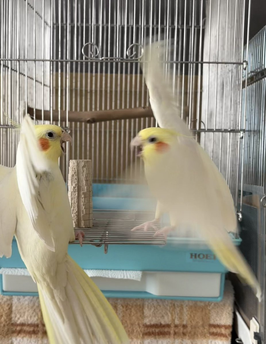 オカメの喧嘩はクチバシと翼を大きく広げてｷｰｷｰ言いながら互いに見せつけるだけやで🫨🐥🐥