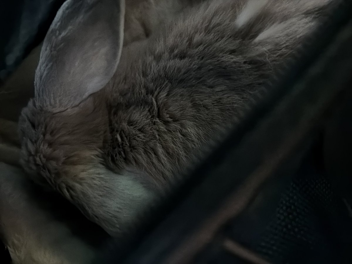 밤비 눈 수술하고 왔다…!
심장 문제도 있고 나이도 있어서
전신 마취 안 하고 부분 마취했는데
정말 잘 견뎌줬다 너무너무 대견해 잘햇어 우리 애기