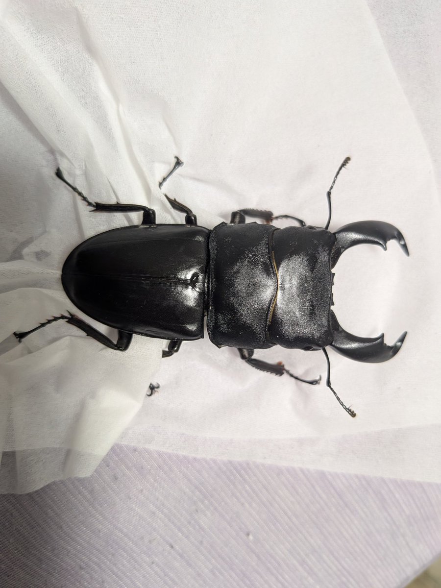 コロ助(偽物) (@Iqs7HA9ImDptz4D) / Posts / X