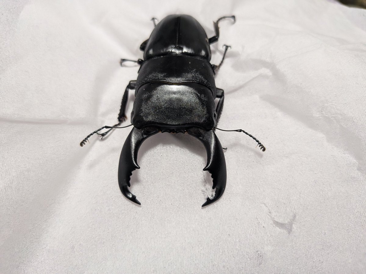 コロ助(偽物) (@Iqs7HA9ImDptz4D) / Posts / X