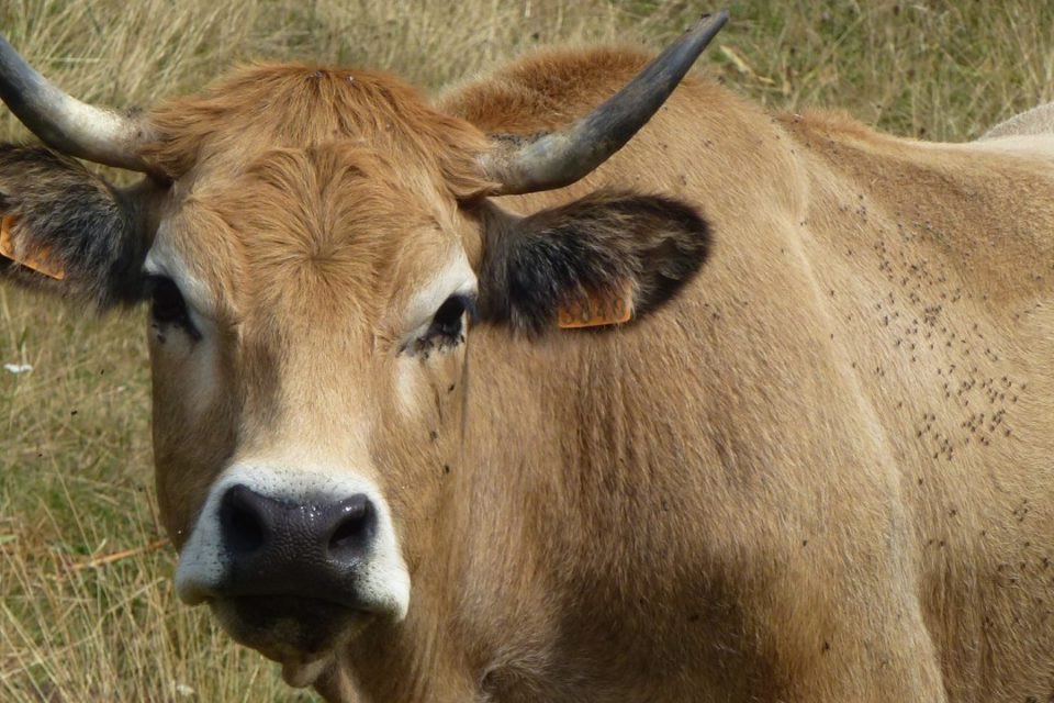f_philippot's tweet image. Oups !…⤵️

Un nouveau cas de DNC dans les Pyrénées Orientales « malgré 100% de vaches vaccinées » !

Et lisez ça : « Ce 22è cas de DNC a été recensé alors même que la totalité des 13 310 vaches du département ont été vaccinées depuis plus de 28 jours, délai censé couvrir…