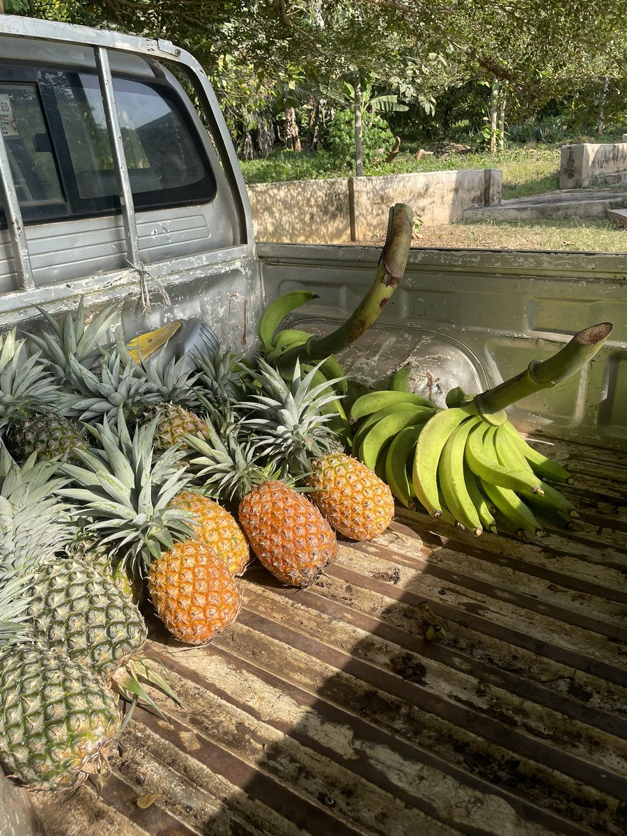 BigDowat's tweet image. I went to the farm yesterday