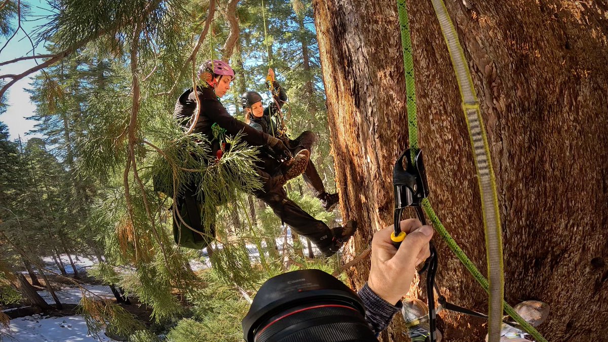 Bonne_de_Bod's tweet image. Dispatch From The Field
Being in such close proximity to the living, breathing giant that is a sequoia... what a special gift this is! 
I can’t help but feel deeply thankful to the researchers who always allow me to witness the wonderful work they do for our natural world…
