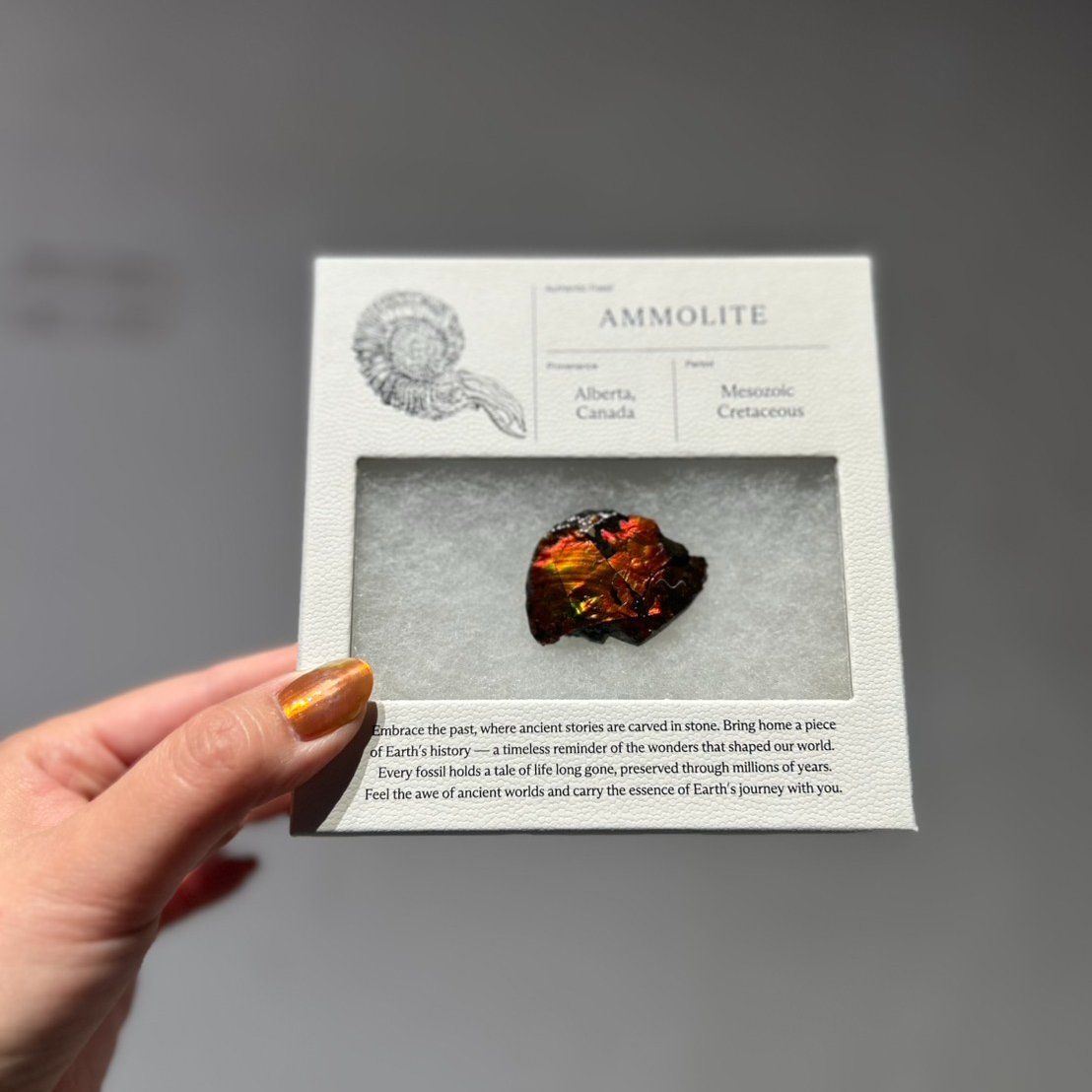 本日より取り扱い開始✨ 買える化石博物館、オリジナルデザインの