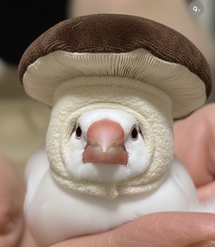 しいたけ
よく似合っちゃいました🍄‍🟫