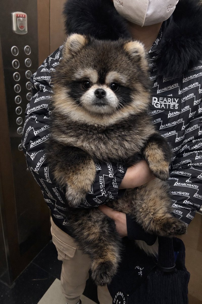 호두는사실너구리예요