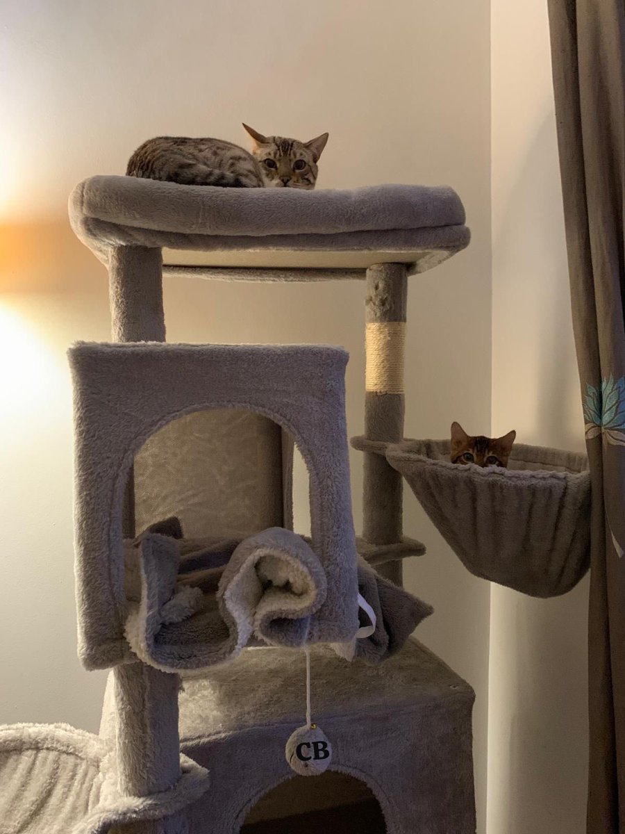 😹 Bon mardi à tous 😽😽