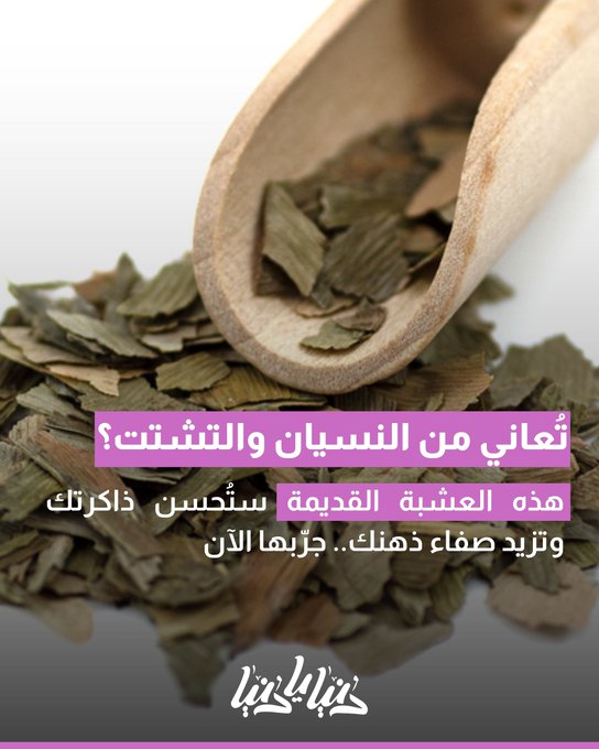 تُعاني من النسيان والتشتت؟ جرب هذه العشبة القديمة ستُحسن ذاكرتك وتزيد صفاء ذهنك 