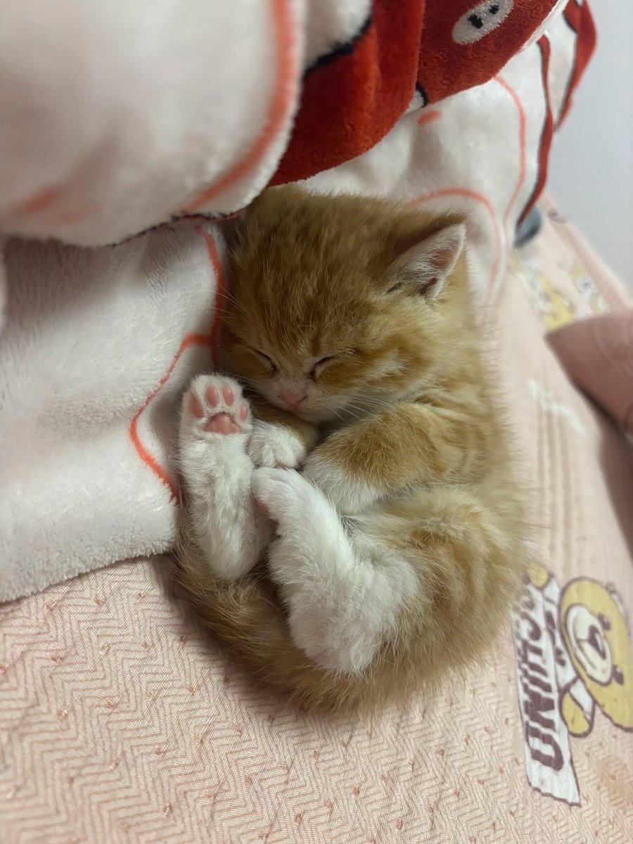 cutestscats's tweet photo. https://t.co/OEnJpPTA1b