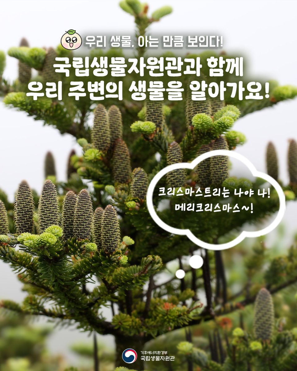 nibr_bio's tweet photo. 크리스마스에 빠질 수 없는 오늘의 주인공
🎄구상나무!
.
완벽한 원뿔모양에
트리 장식처럼 빛나는 솔방울로
12월을 ✨반짝반짝✨ 빛내주는
우리나라 고유종인데요~
.
이렇게 멋진 구상나무가
기후 변화로 위기에 처해 있다고 합니다..🥹
.
구상나무야~
우리 함께 위기를 극복하고
매년 크리스마스마다 함께하자💚
.
.
#국립생물자원관 #nibr #구상나무 #우리생물 #우리생물6만종 #6만종 #크리스마스 #12월 #크리스마스트리 #트리나무 #트리장식추천 #솔방울 #트리추천 #고유종 #생태위기 #복원연구 #연구기관 #응원댓글 #12월트리추천