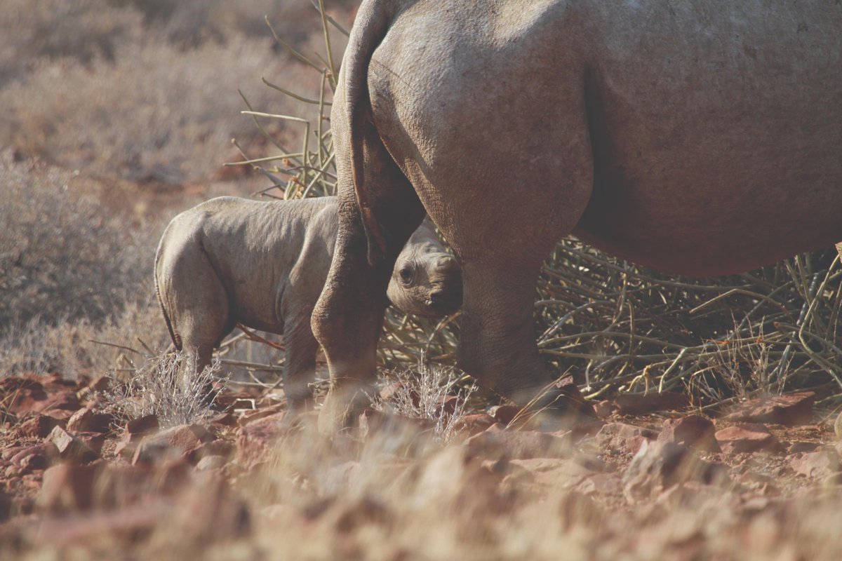 Save the Rhino Trust tweet media