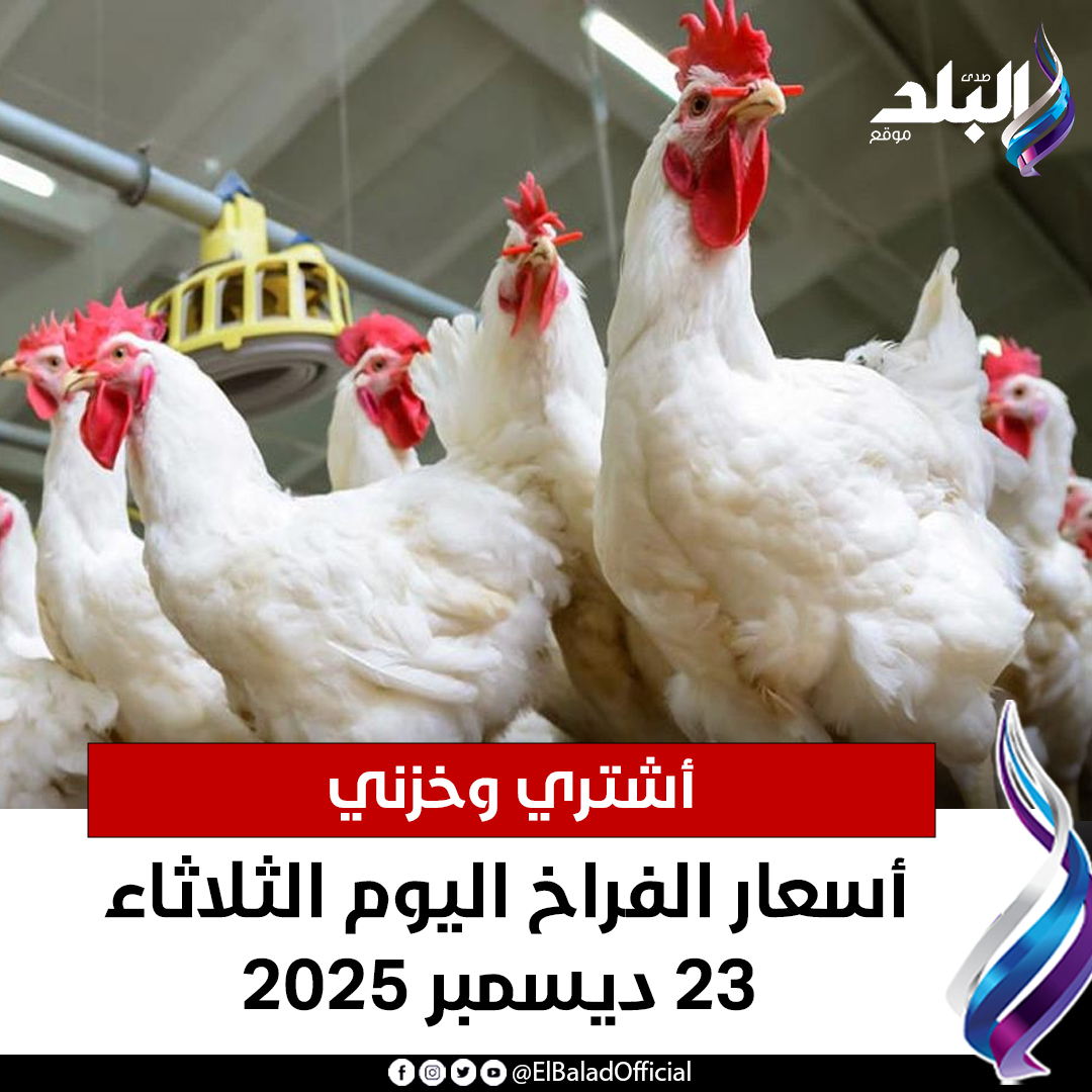 عاجل اشتري وخزني.. أسعار الفراخ اليوم الثلاثاء 23 ديسمبر 2025. التفاصيل 