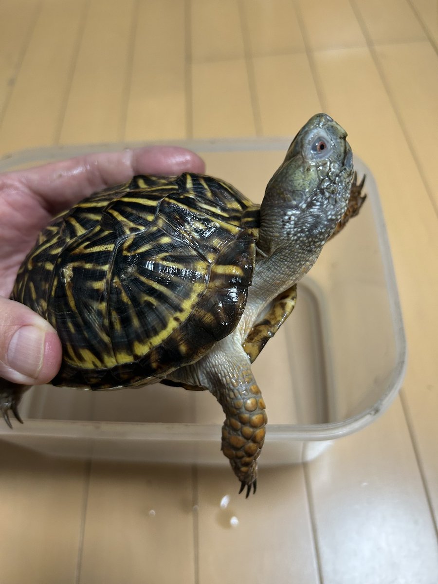 昨年のイベントでハープステートさん<a href="/herpstate/">HerpState(ハープステート)</a> から譲っていただいたニシキハコガメのオス。青い頭がカッコいい😊
お迎え時より何でもよく食べてくれてスクスク成長しました。将来はうちのエースかな✌️