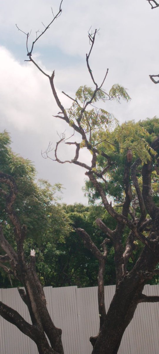 idd jembe tweet media